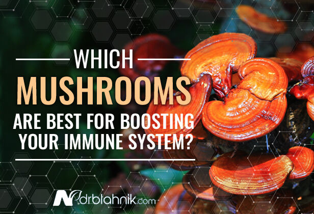 Benefits of Mushrooms for The Immune System